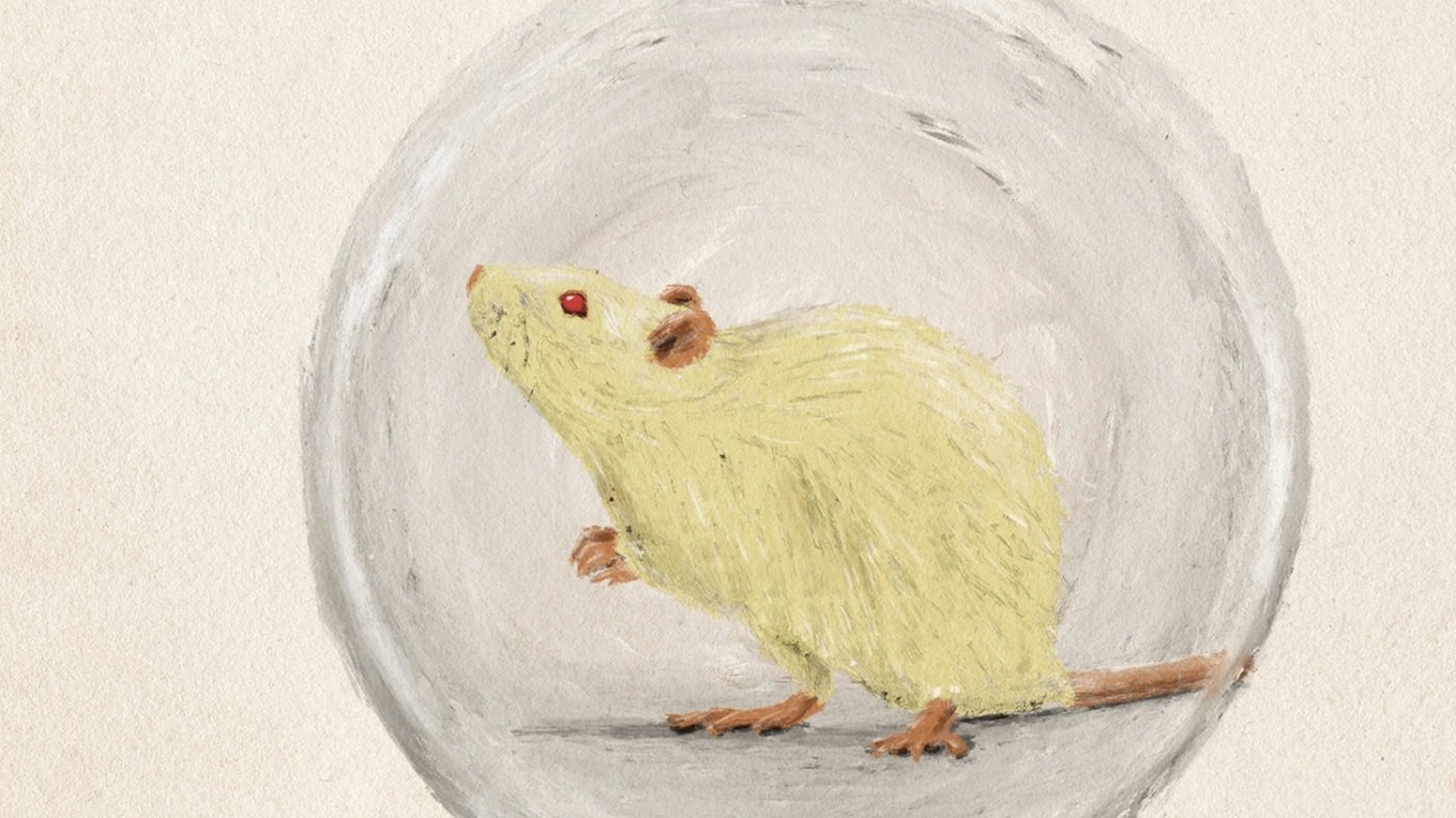 Charles Baxter pokes fun at all-American zaniness : NPR