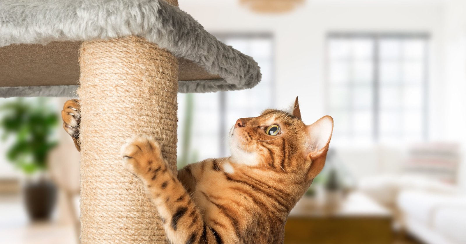 12 Stylish Cat Trees That Work With Modern Home Decor
