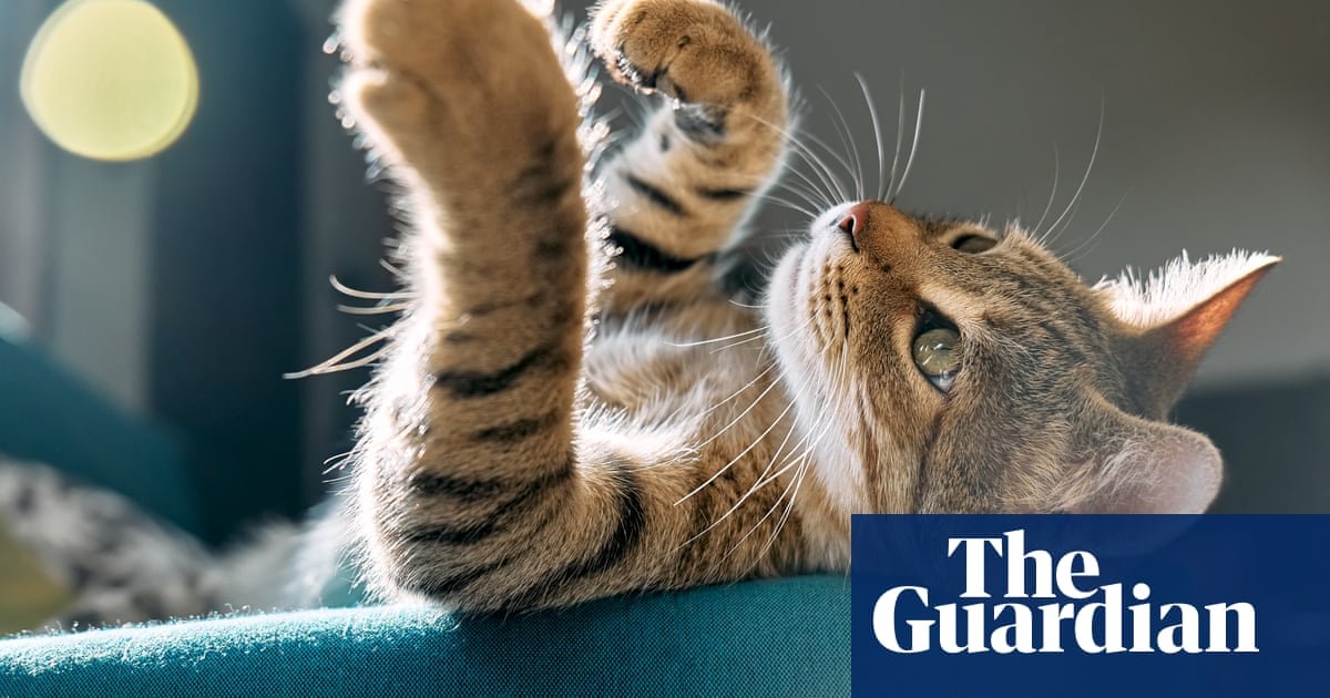 First-time cat owner? The essentials you need, from quality food to pet insurance | Cats