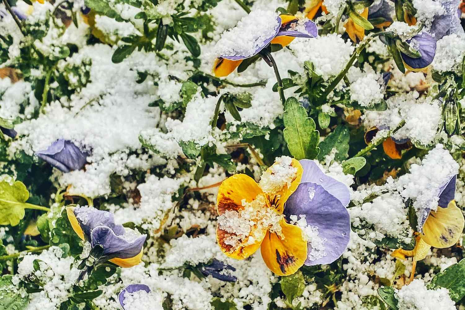 9 Frost-Resistant Plants for a Gorgeous Winter Garden