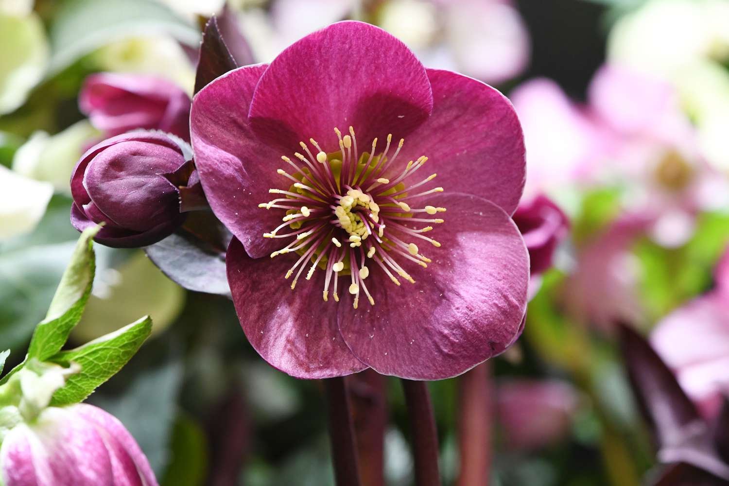 9 Winter-Blooming Plants to Add a Little Color to Your Landscape