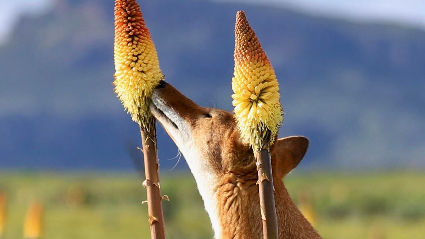 A wolf walks into a flower — and appears to pollinate it : NPR