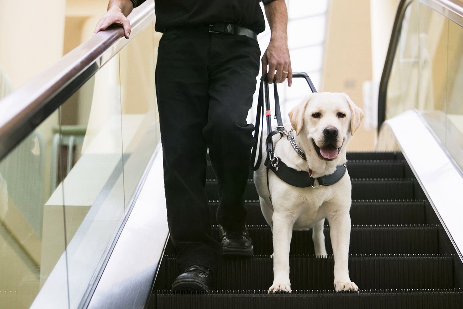 Alabama Dog Detects 5-Year-Old's Low Blood Sugar 5 Houses Away