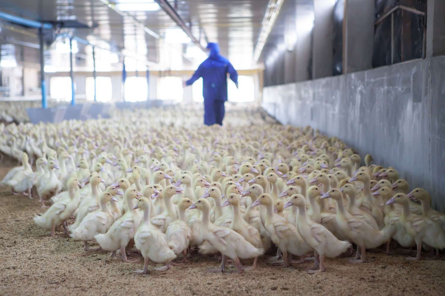 Over 100,000 Ducks to Be Killed on New York Farm Due to Bird Flu Outbreak