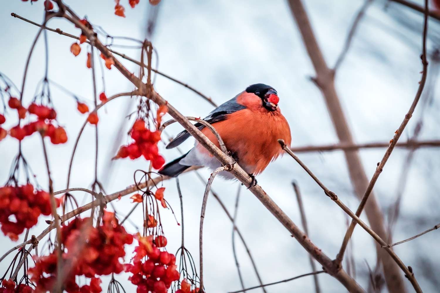 7 Plants That Attract Birds in the Winter