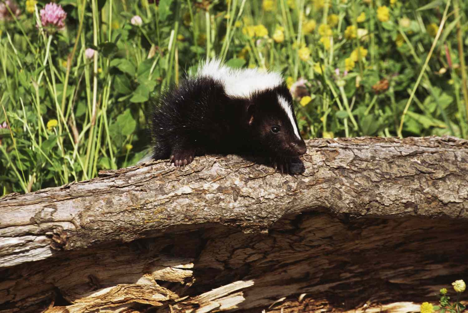 How to Keep Skunks Away From Your Yard—Permanently