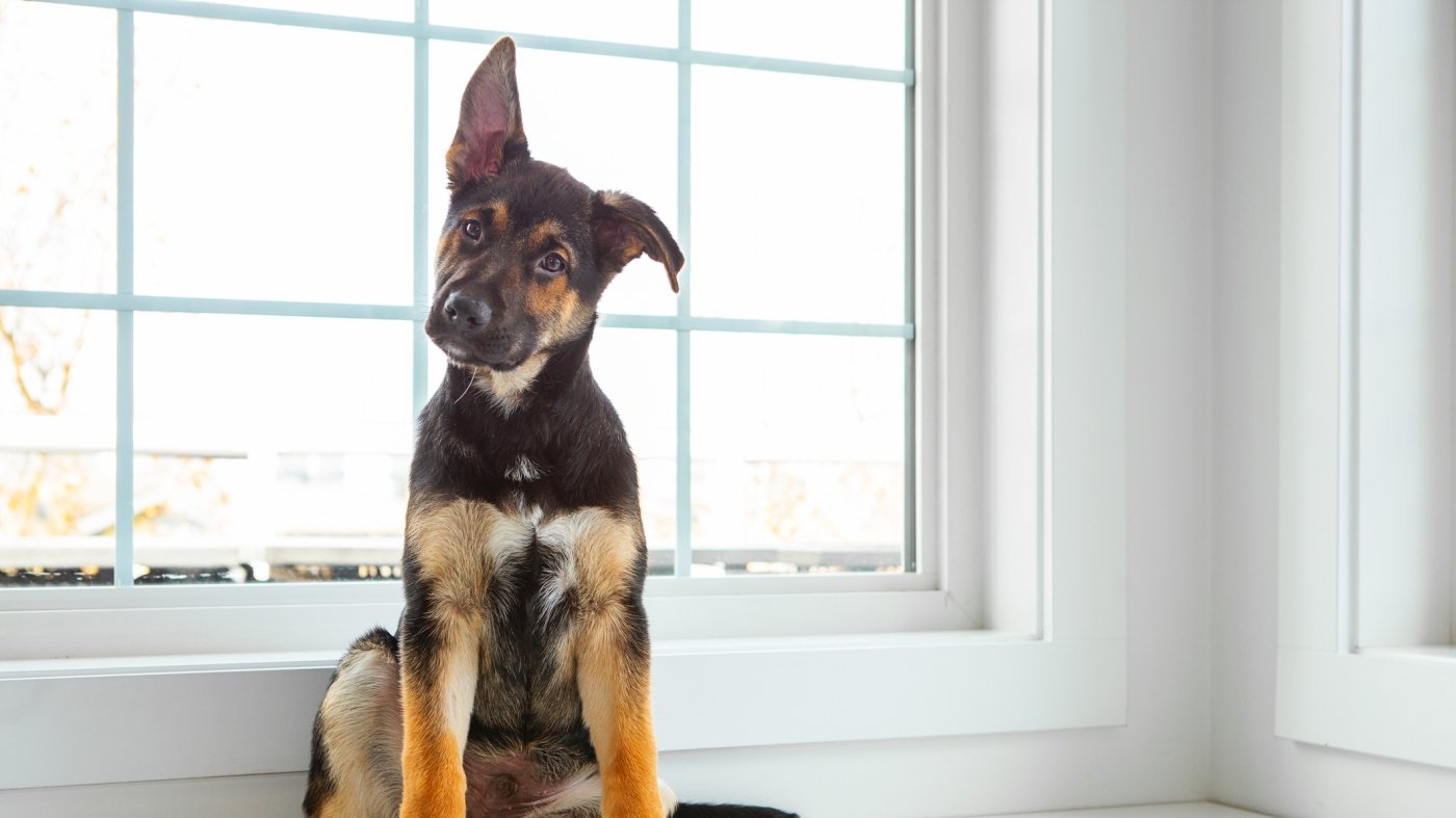 Human ears can’t prick up, but the vestigial ear muscles sure try : NPR