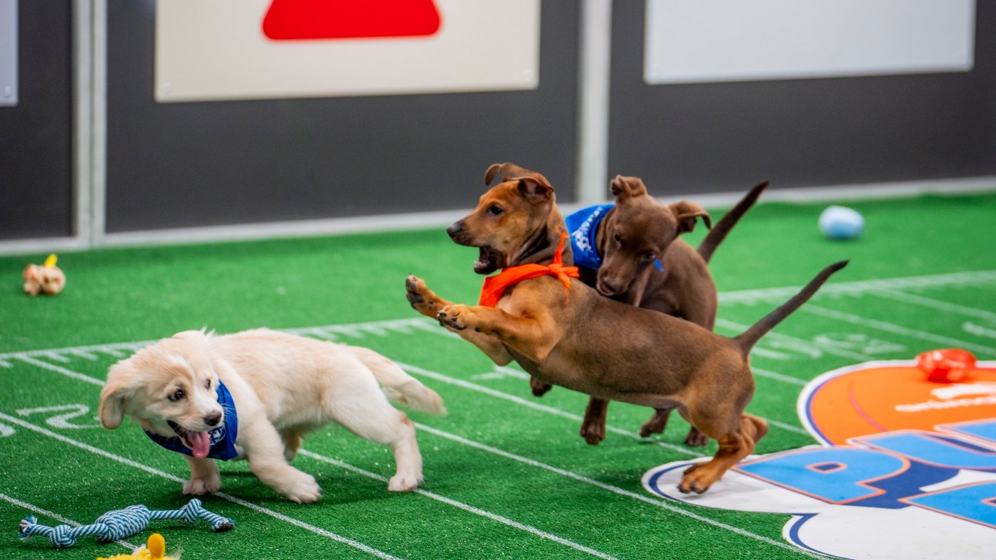 Photos from a historic Puppy Bowl 2025 : NPR