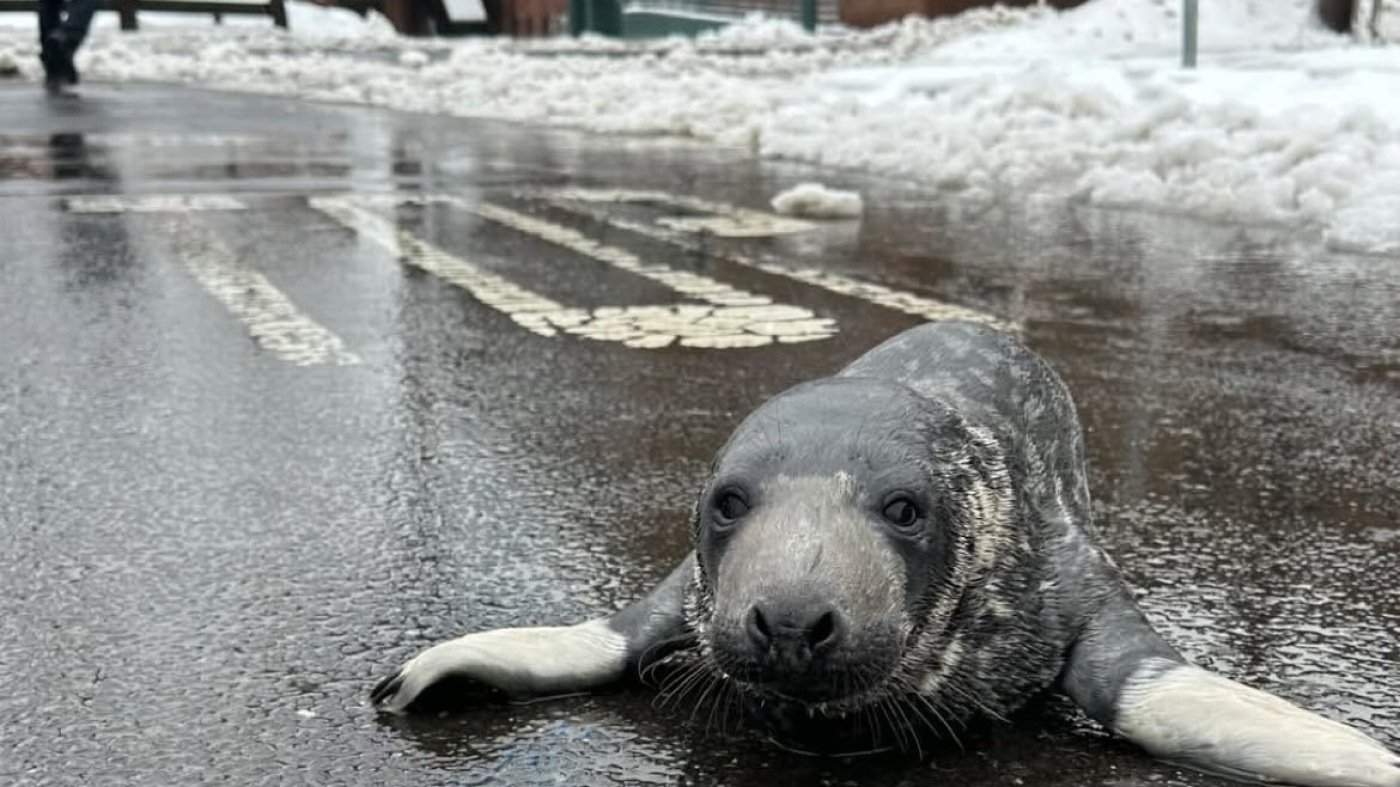Seal rescued from downtown New Haven : NPR