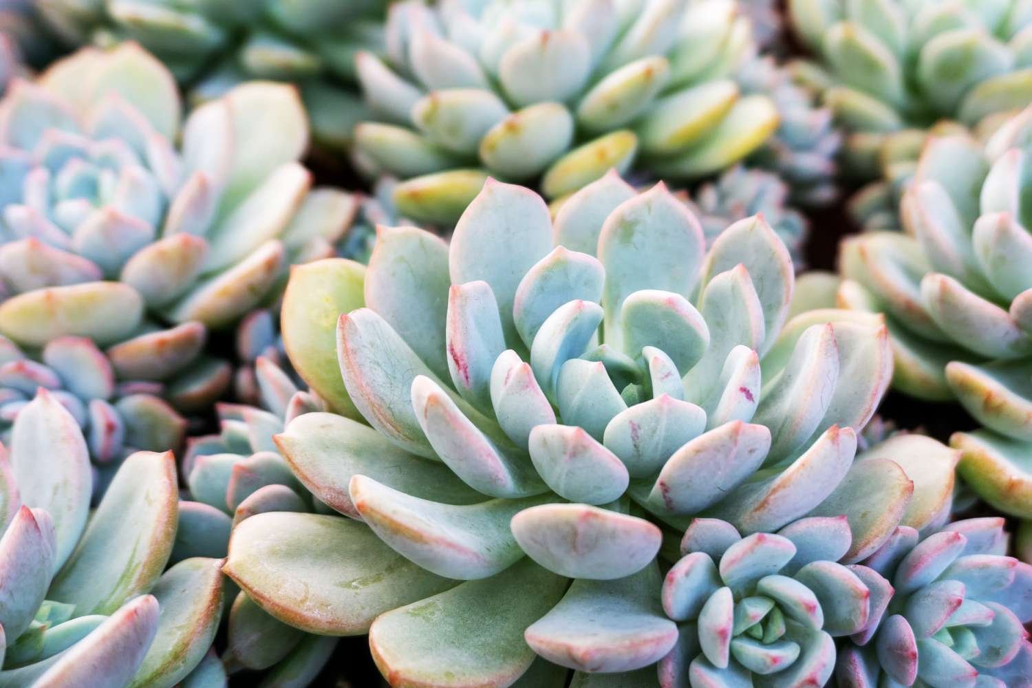 7 Low-Maintenance Succulents That Are Easy to Propagate