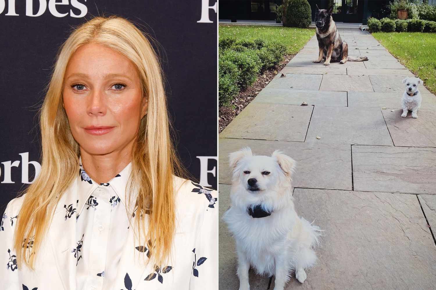 Gwyneth Paltrow Reveals It's 'Been a Tough Year' After Losing 2 Dogs