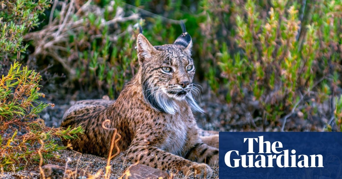 Spain’s rewilding of Iberian lynx at risk after lobbying by hunters and farmers | Spain