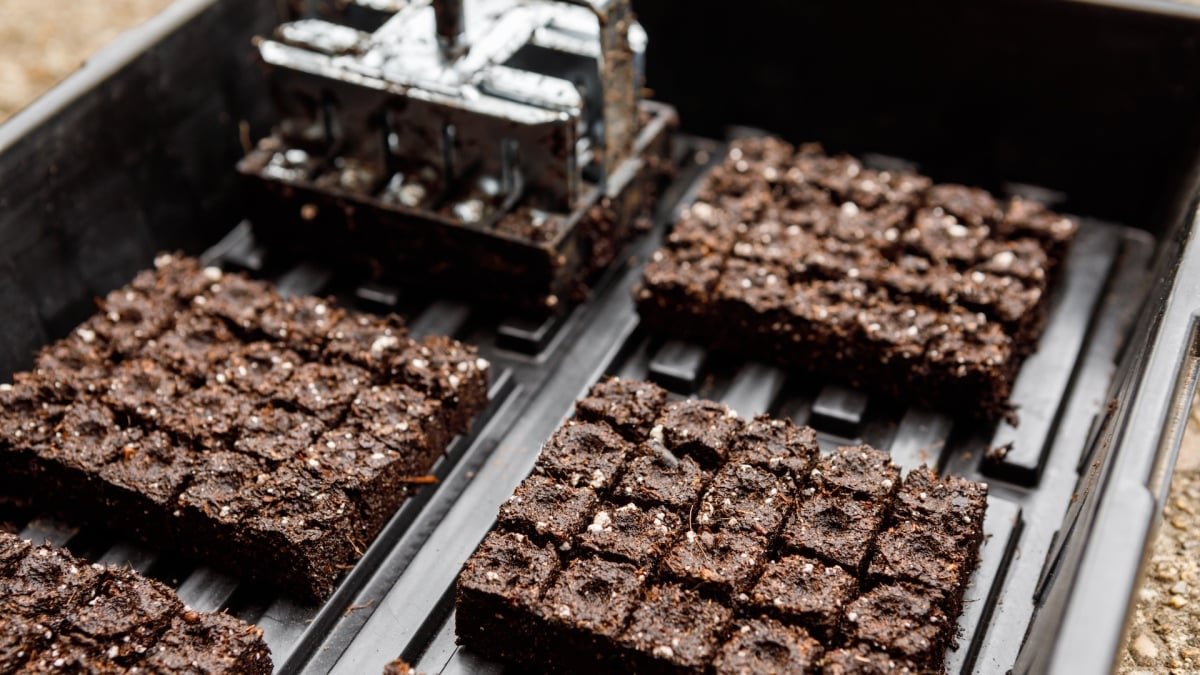 Why ‘Soil Blocking’ Is a Better Way to Grow Your Seeds