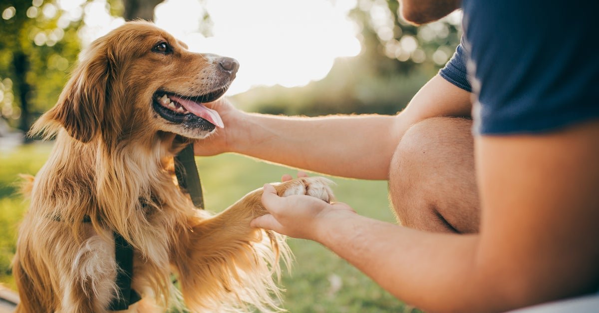 6 Signs Your Dog Is Happy