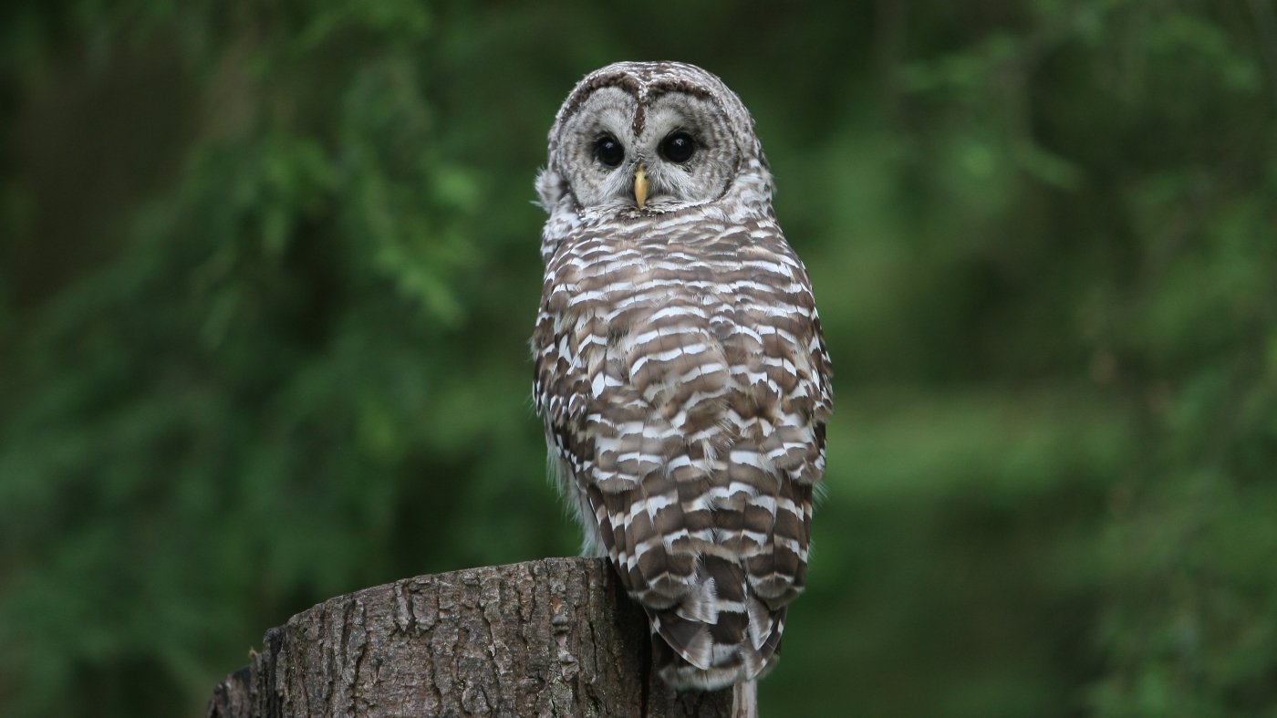 Endangered species' habitat could be at risk under Trump proposal : NPR