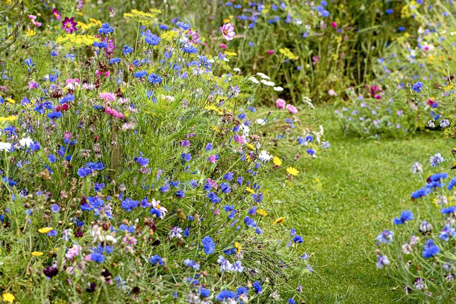 The 'Chaos Gardening' Method Is Perfect for People Who Love Flowers Without All the Work