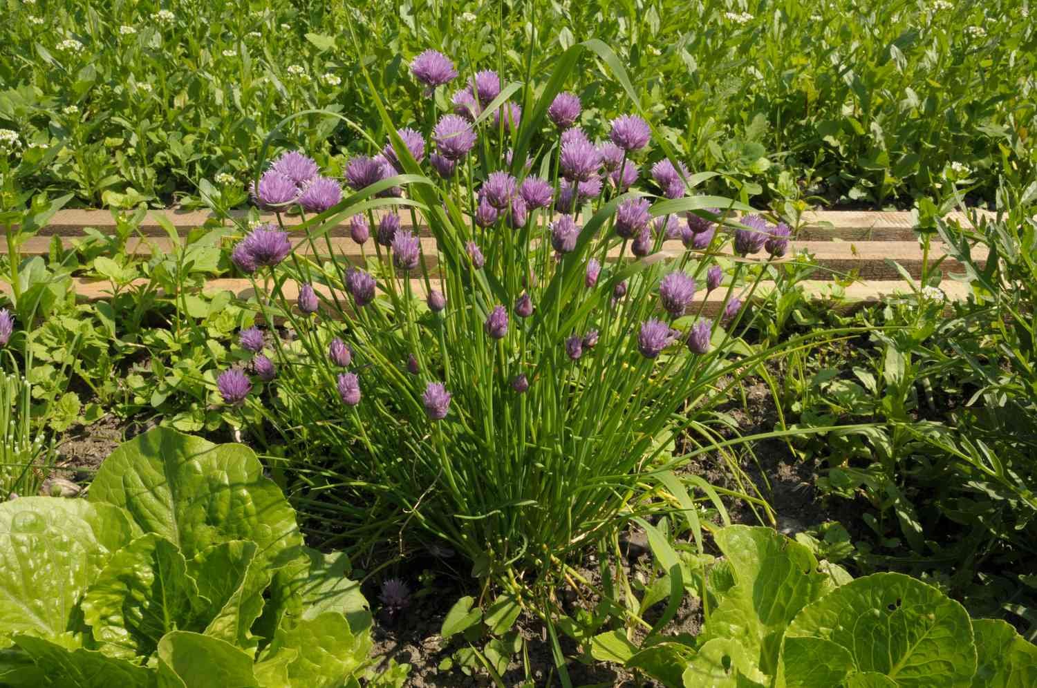 10 Fast-Growing Herbs to Plant Now—and Flavor Your Cooking All Summer Long