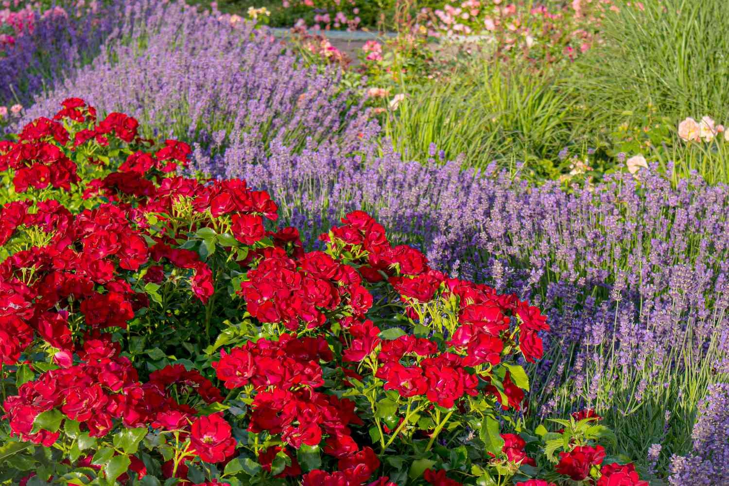 8 Plants You Should Avoid Growing Next to Your Roses