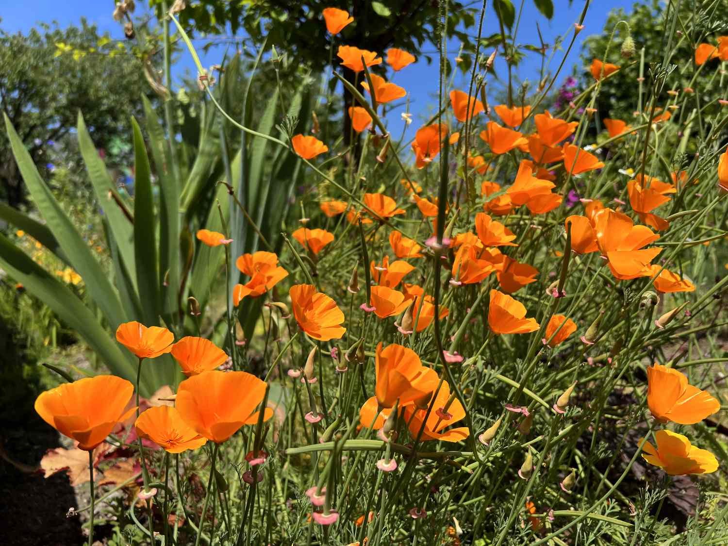 Add These Colorful Native Annuals to Your Yard for Instant Color All the Way Through Fall