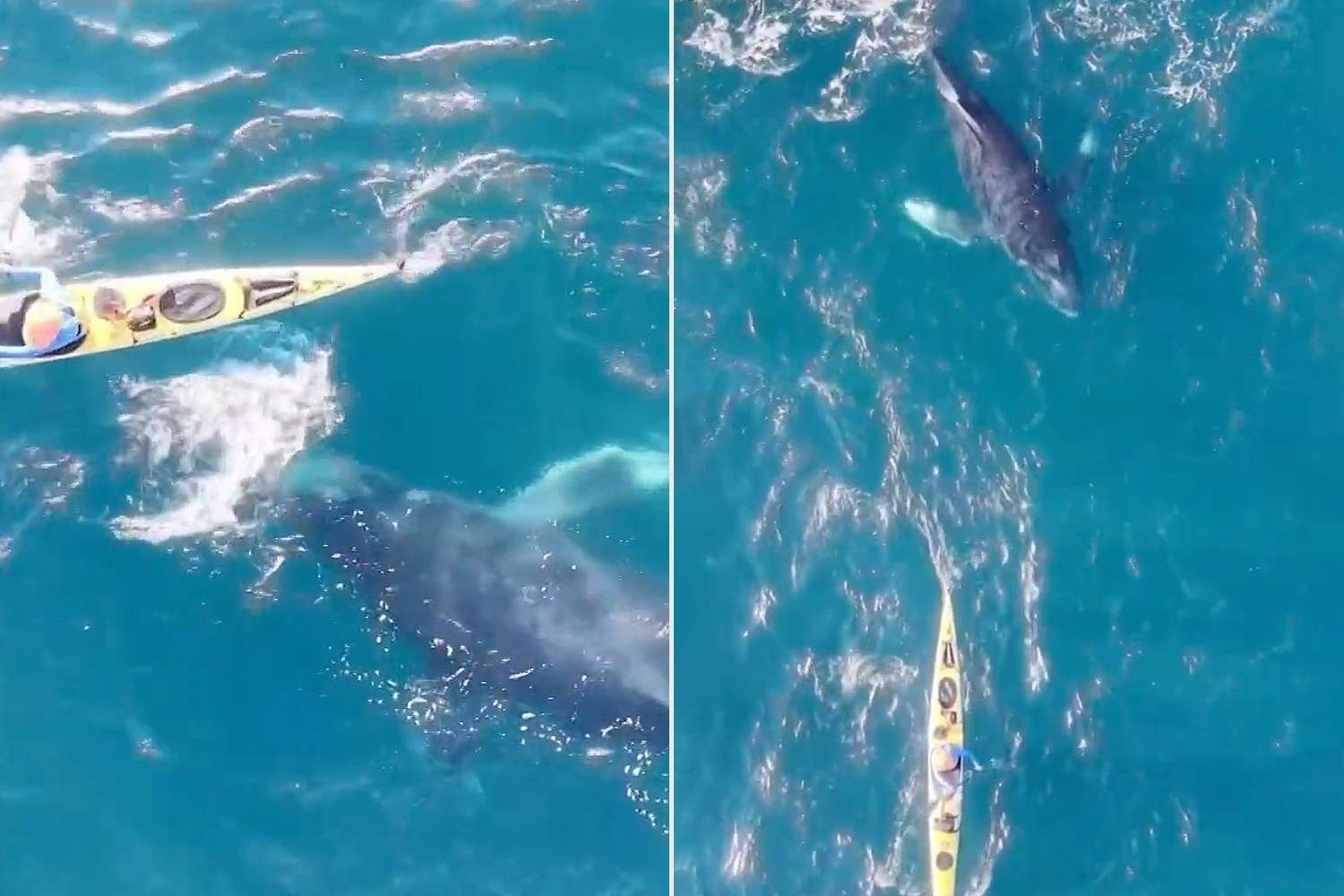 Baby Humpback Whale Stops Swimming to Visit Kayakers in Playful Animal Encounter