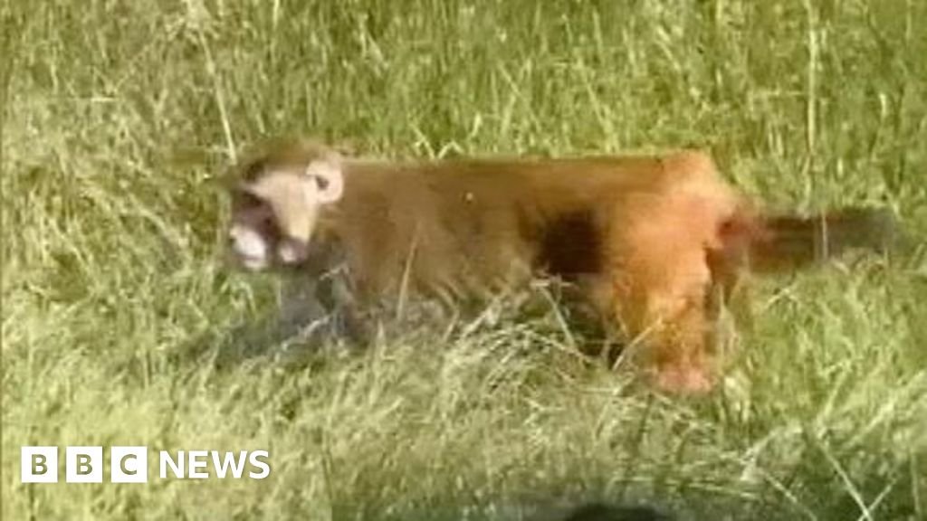 Mississippi mum says she shot dead one of remaining escaped monkeys