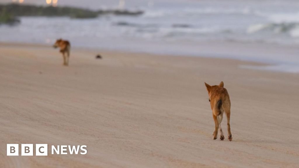 Canadian woman found dead surrounded by dingoes on Australian beach