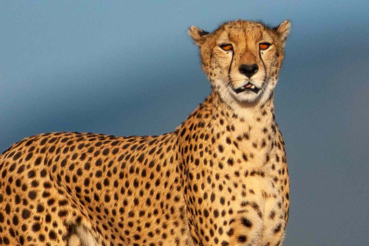 Scientists Found 7 Mummified Cheetahs, Could Help with Conservation Efforts