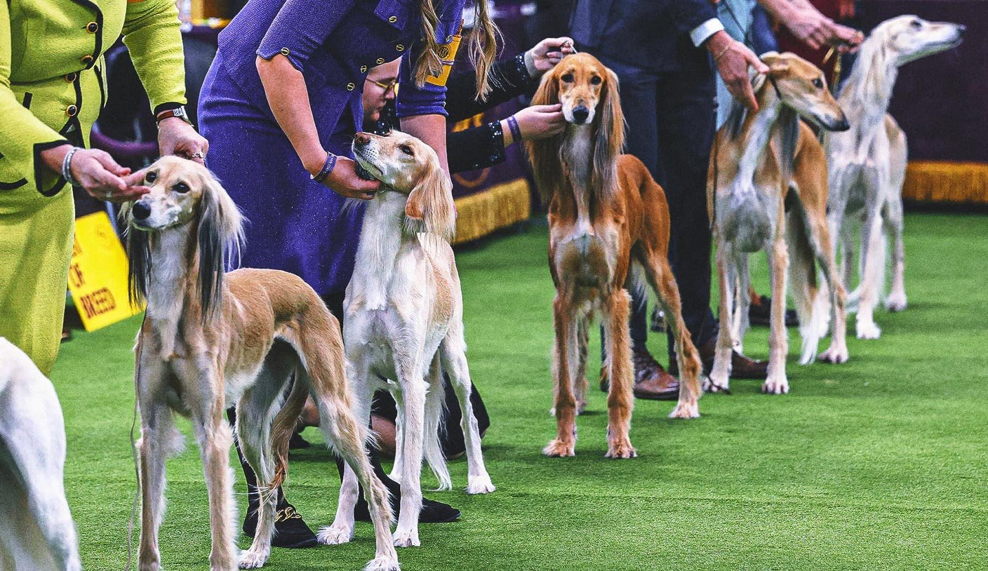 2026 Westminster Kennel Club Dog Show: Group Winners, Results From Day 1