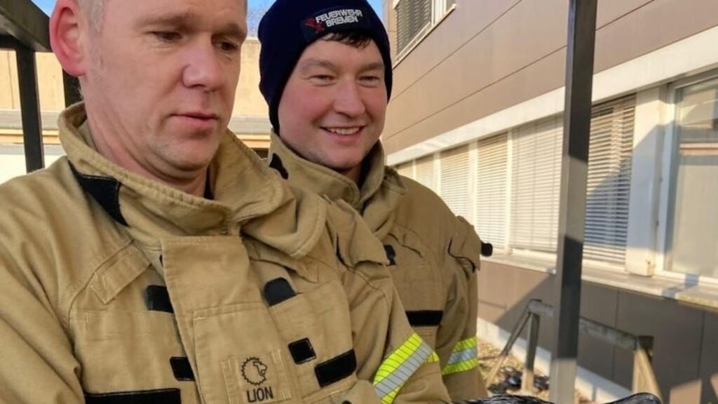 An injured seabird pecks at an emergency room door, prompting its own rescue