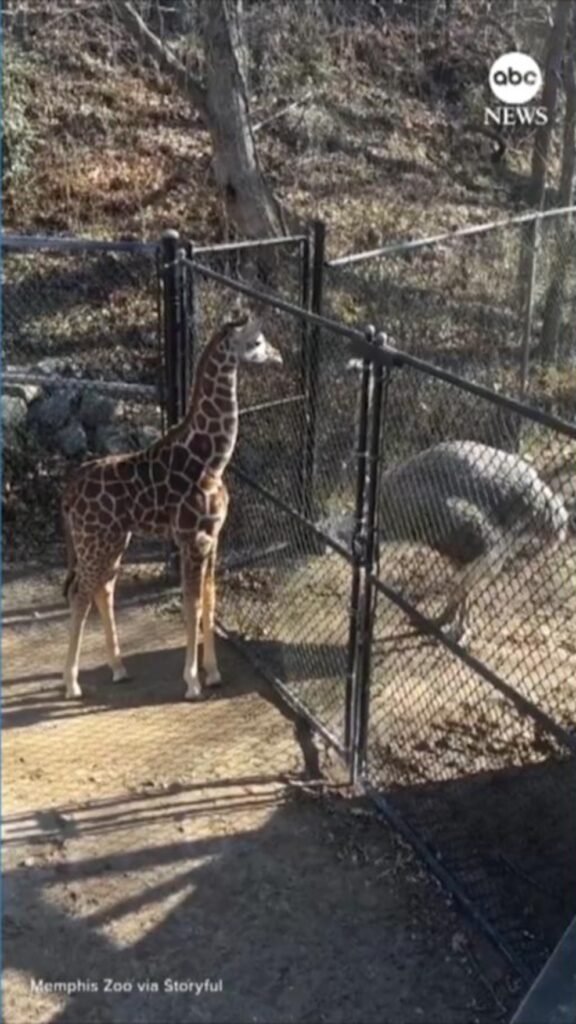 WATCH:  Baby giraffe and ostrich face off in 'staring contest'