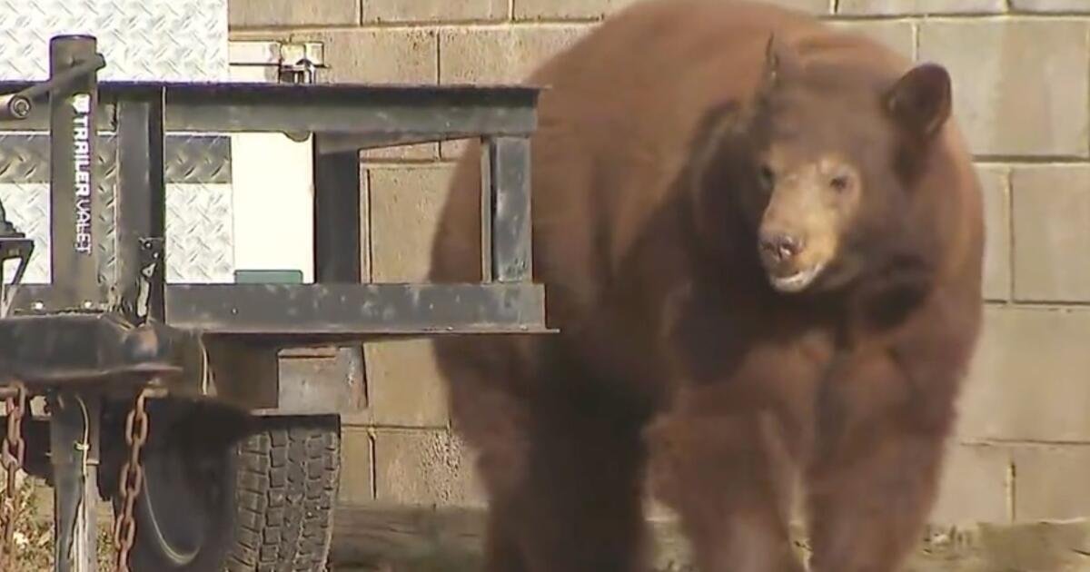 Bear euthanized, cubs orphaned, over objections of SoCal city leaders