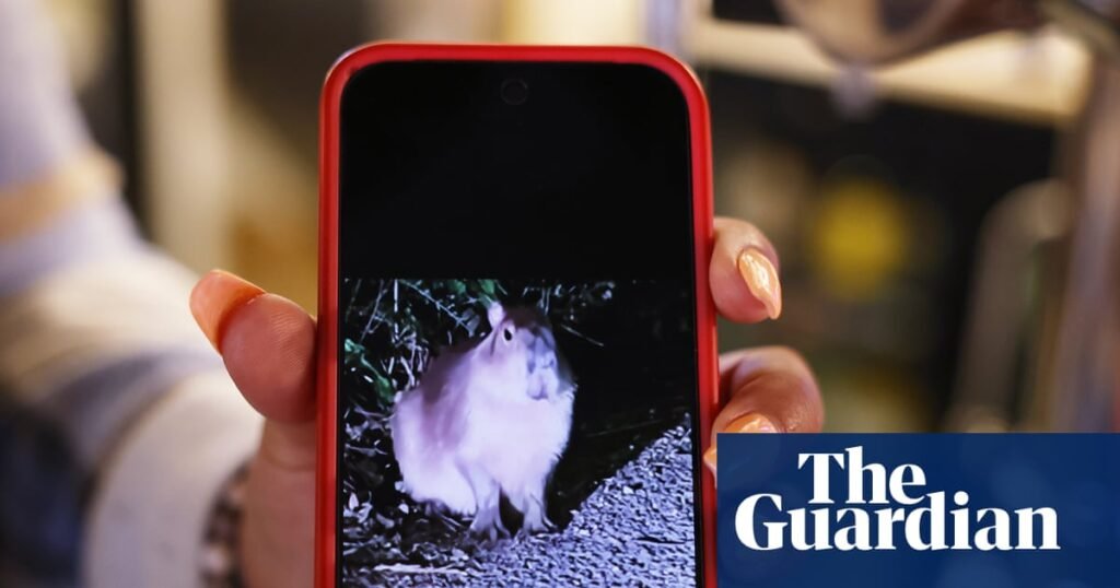 ‘It was bonkers’: Samba the runaway capybara inspires a wild rodent hunt | Zoos