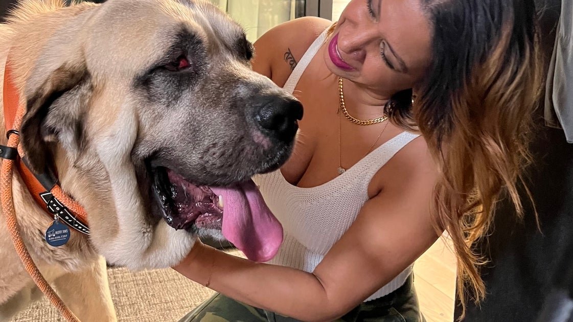 Adopting A Dog? Ask The Shelter These 3 Questions.