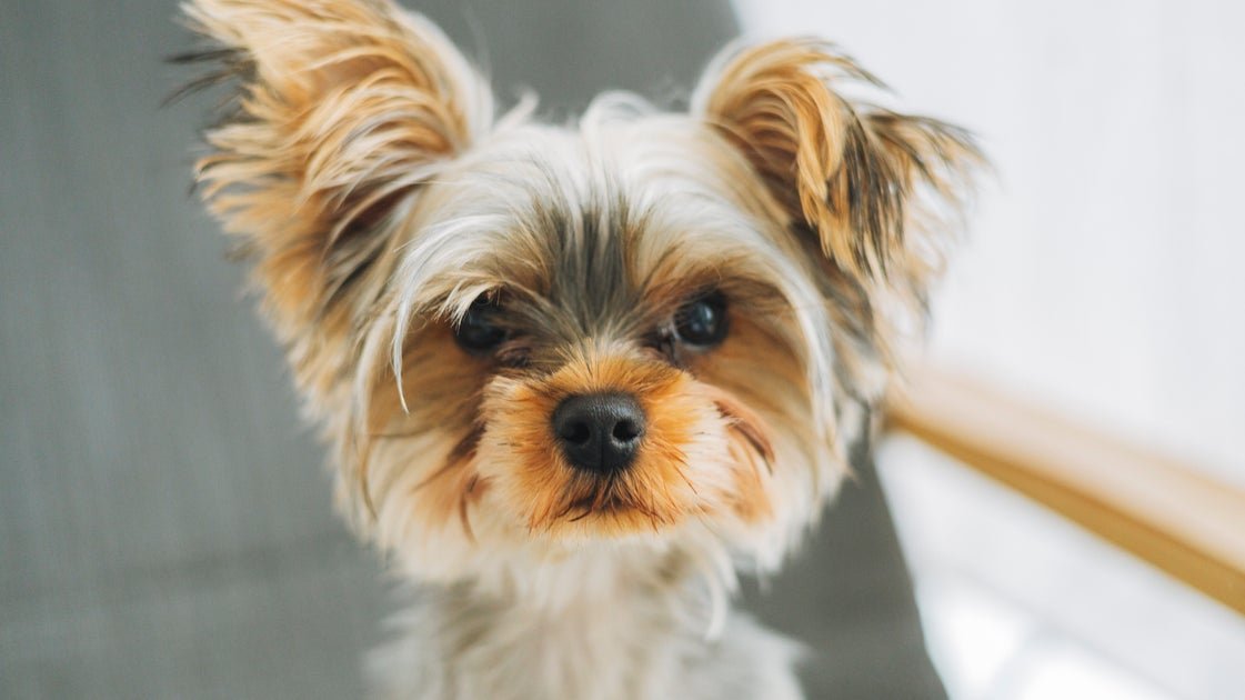 Is Someone A Bad Person If They Don't Like Dogs?