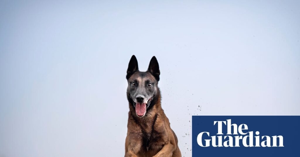 Pet owners: have you used an animal fitness tracker? | Pets