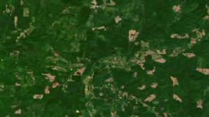 Three Ways that a New Land Monitoring System is Transforming How We Manage Forests