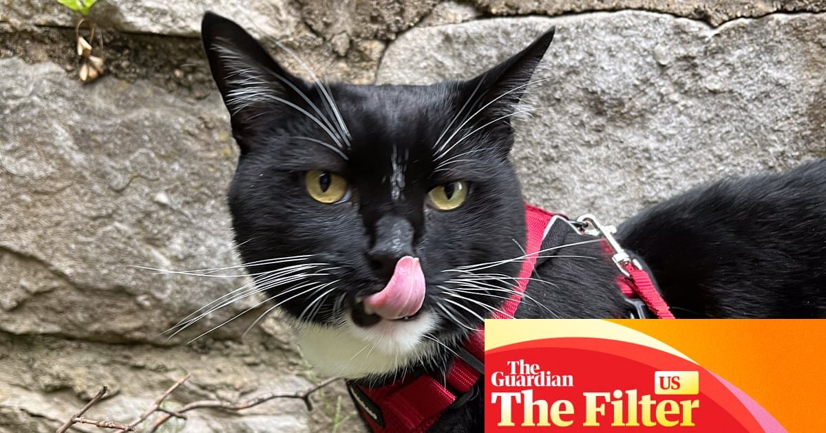 Six ways to improve your cat’s one wild and precious life | Life and style