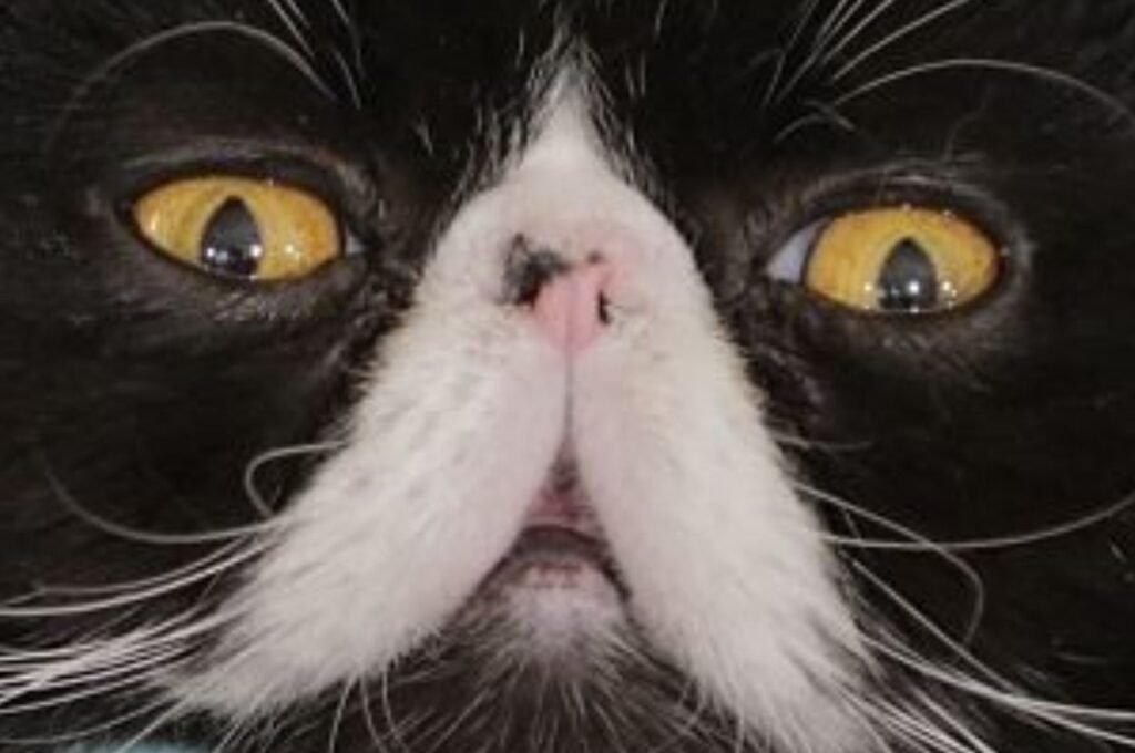 Spend A Day At My Cat Café And I'll Reveal What Cat Breed You Are!