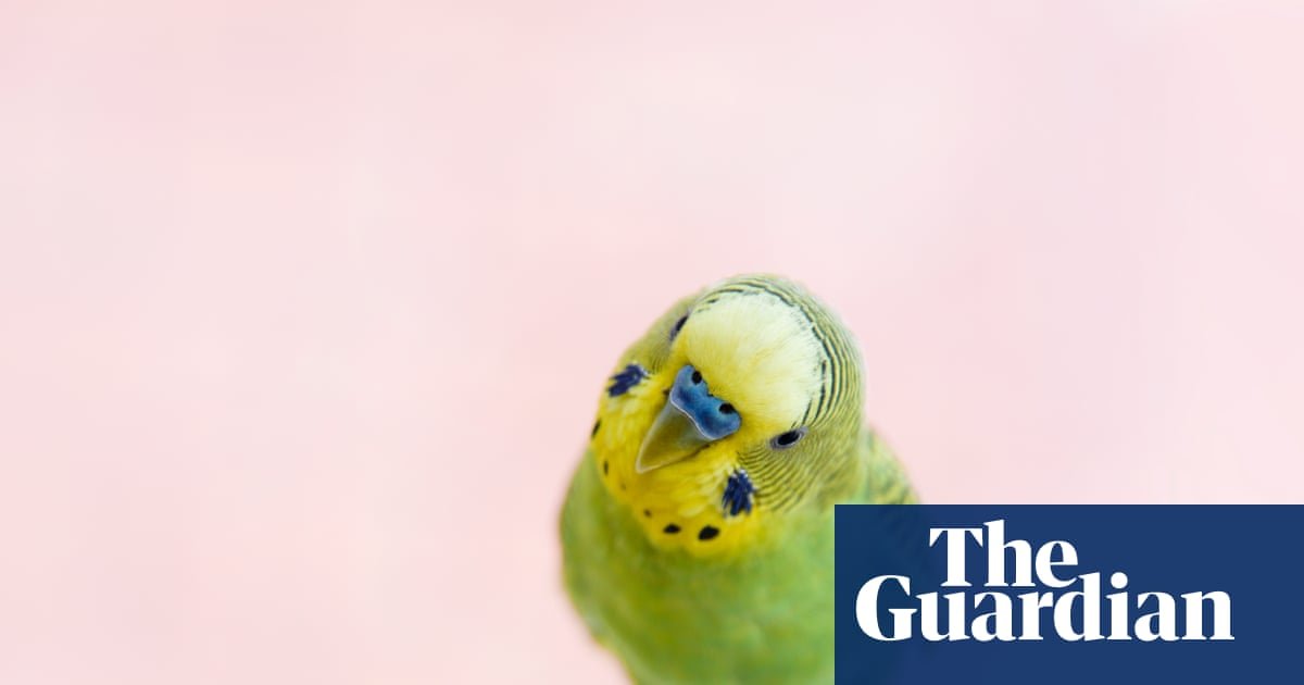 When Bobby the budgie shocked the vicar | Pets