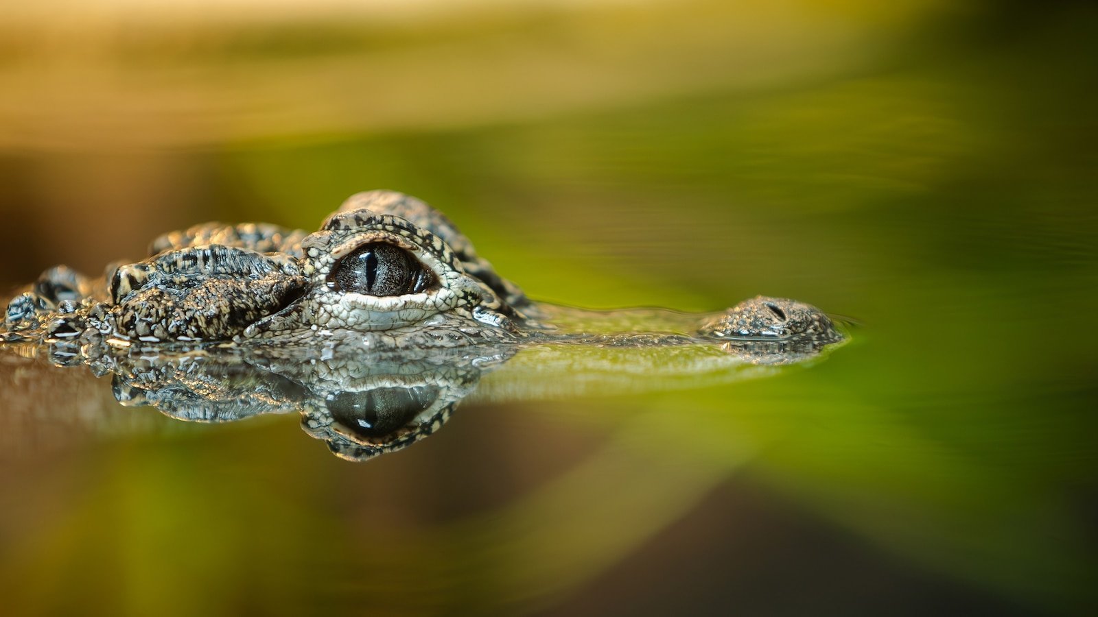 Woman killed by alligator in Florida river, officials say