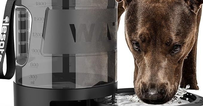 Essential Dog Camping Gear You Need