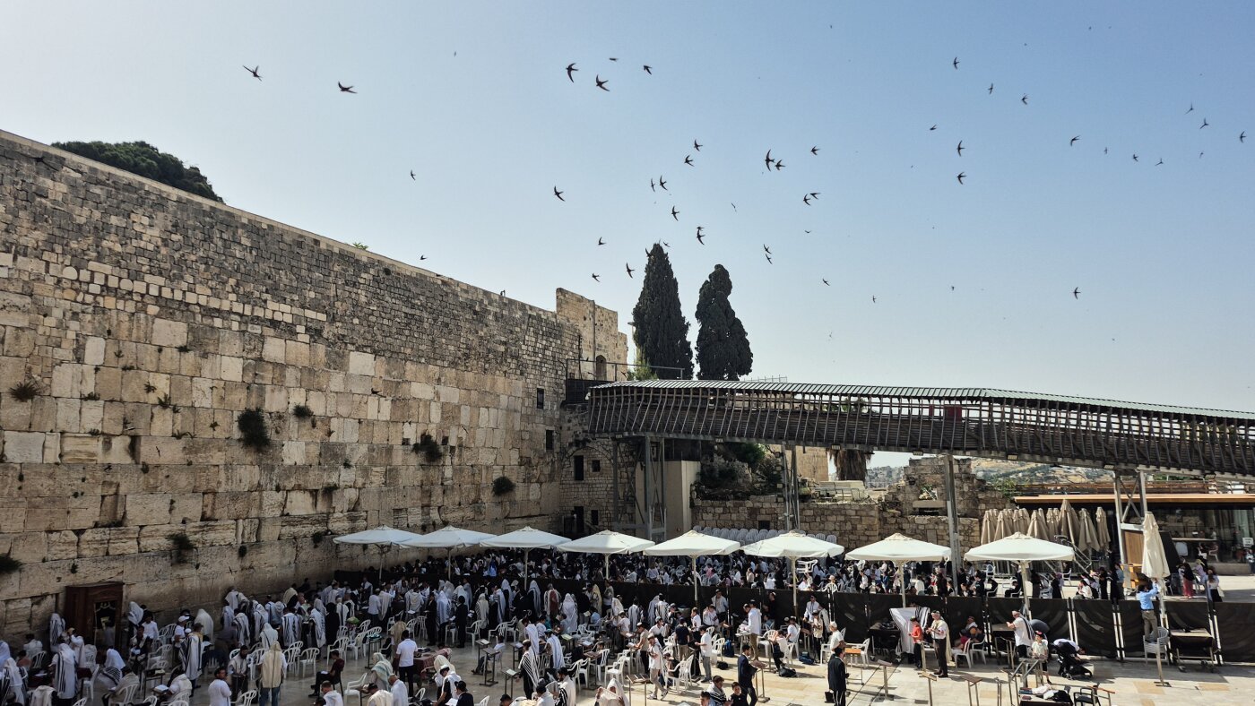 Israeli paraglider tries to save swift birds nesting in Western Wall : NPR