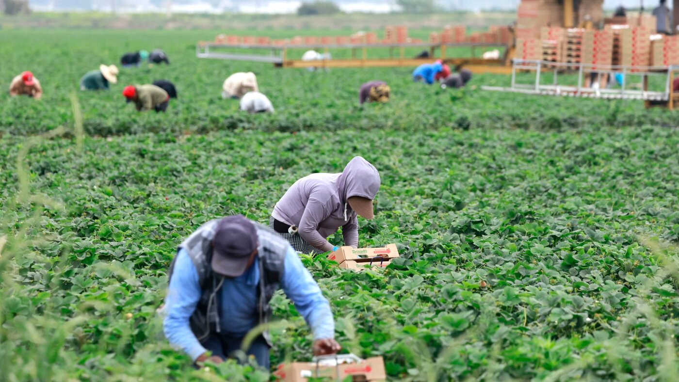 Republicans want changes to popular visa for farm laborers : NPR