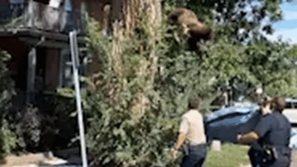 A tranquilized black bear falls from a tree as wildlife officers respond in Denver