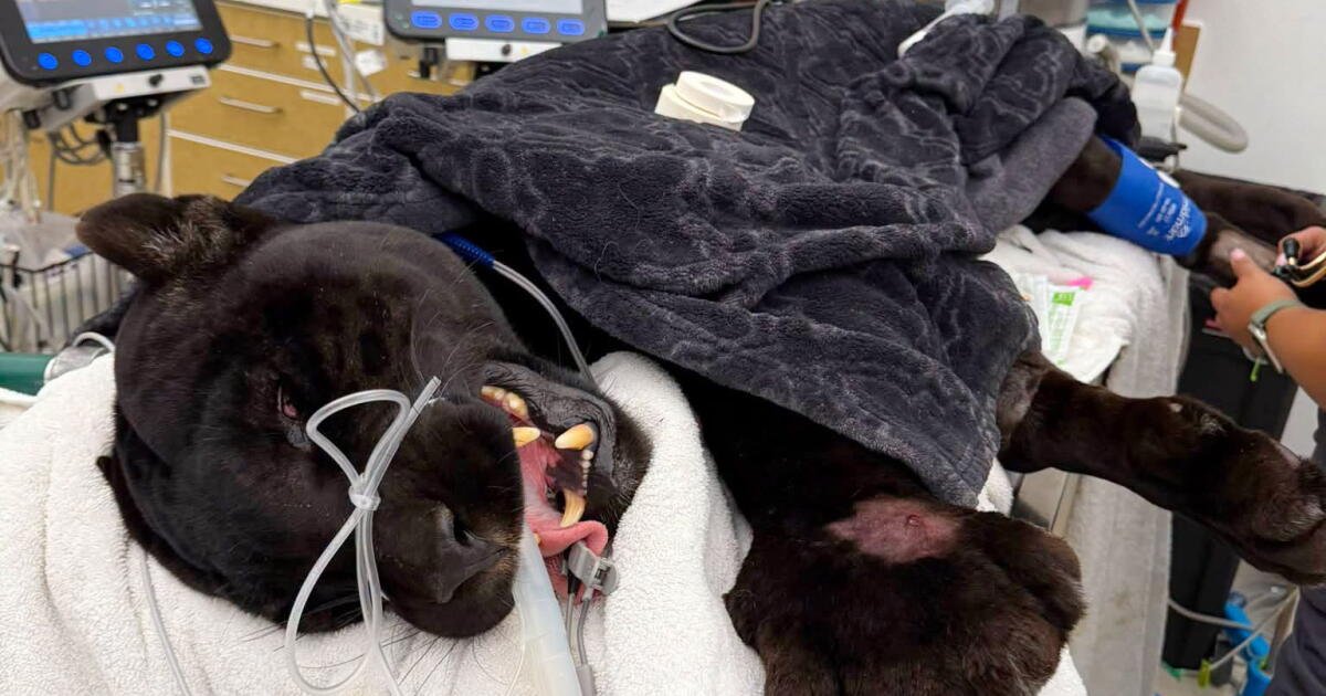 Black jaguar Samba dies after rattlesnake bites at California sanctuary