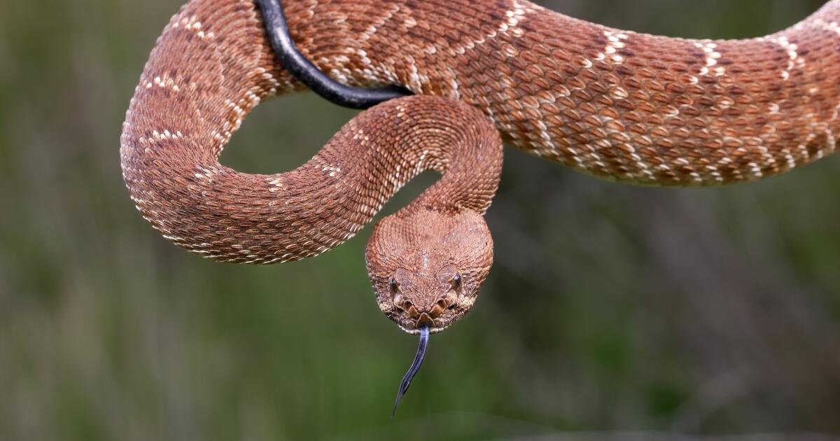 Search ensues after hiker bitten by rattlesnake deep in Angeles National Forest
