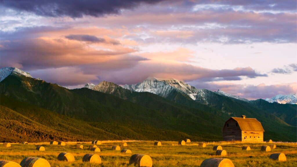 Geopolitics and grain don’t mix, say these Montana farmers : NPR