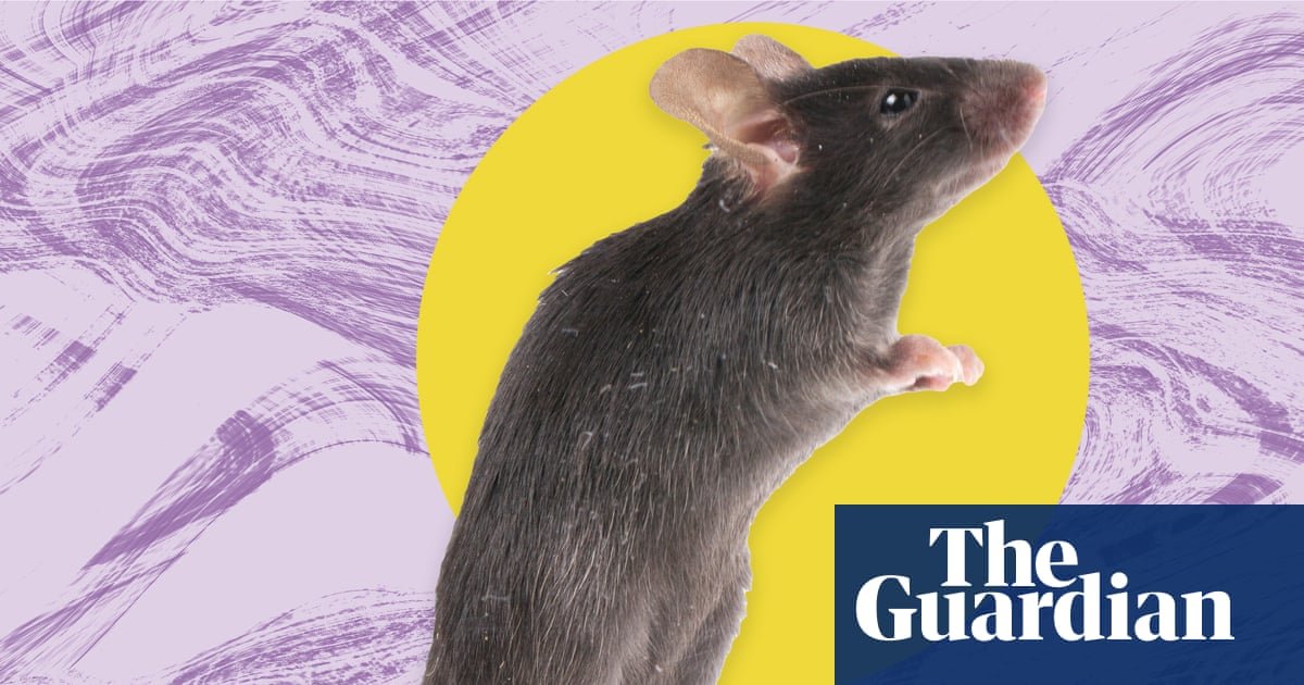 The pest I’ll never forget: the rat who jumped off the wardrobe and flew at my face | Life and style